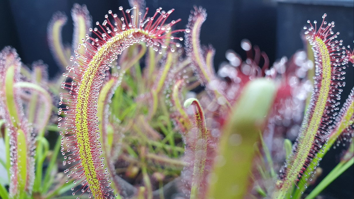Comment entretenir des Plantes Carnivores