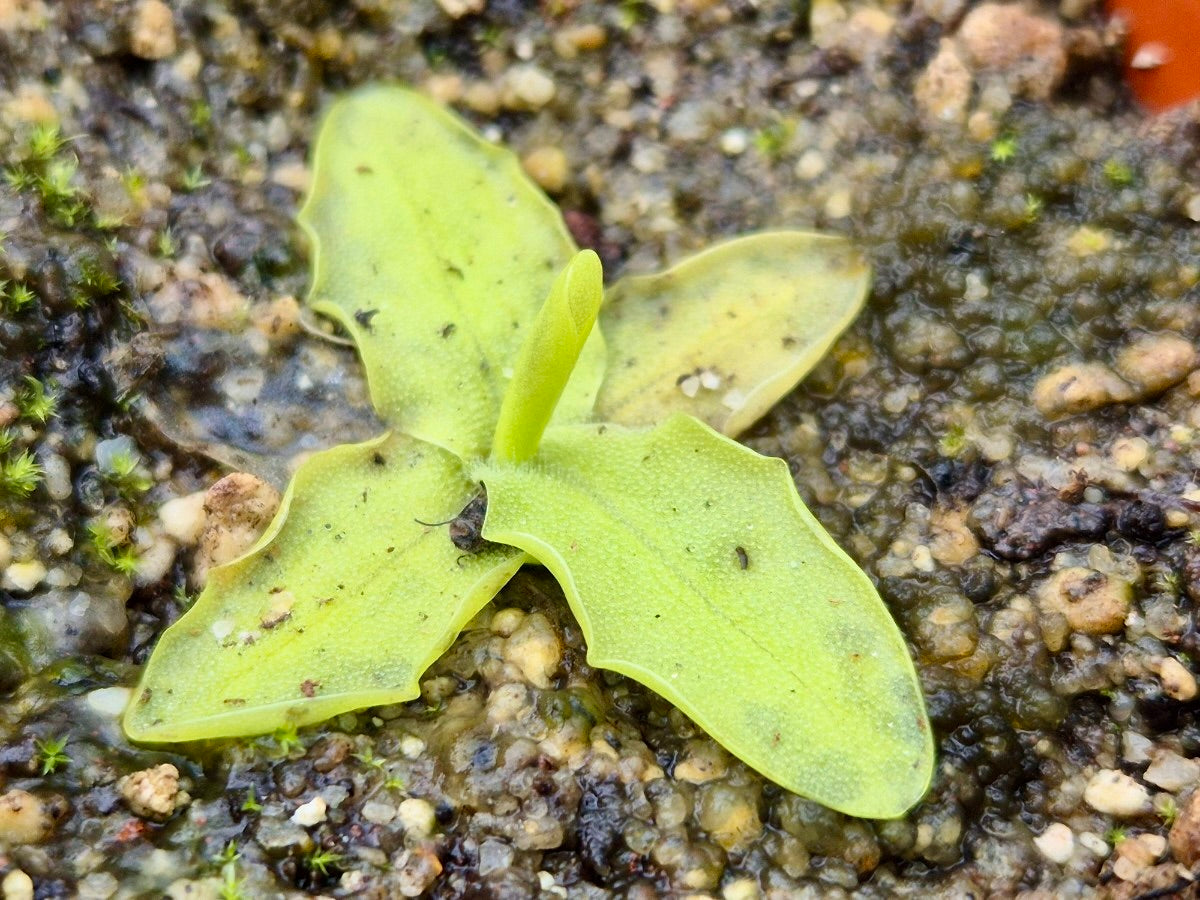 Pinguicula grandiflora