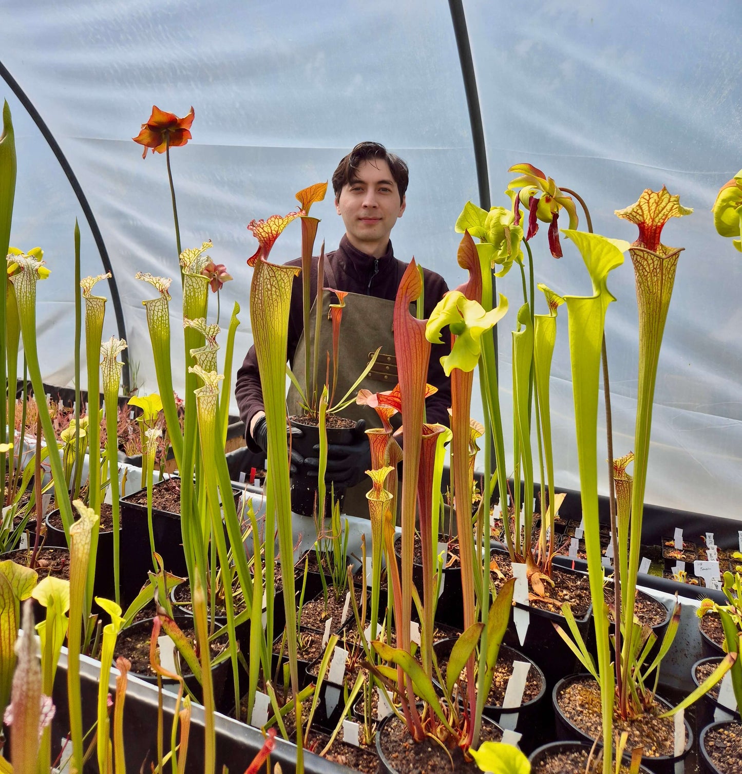 Atelier plantes carnivores avec Alain - Carnivore de Sologne