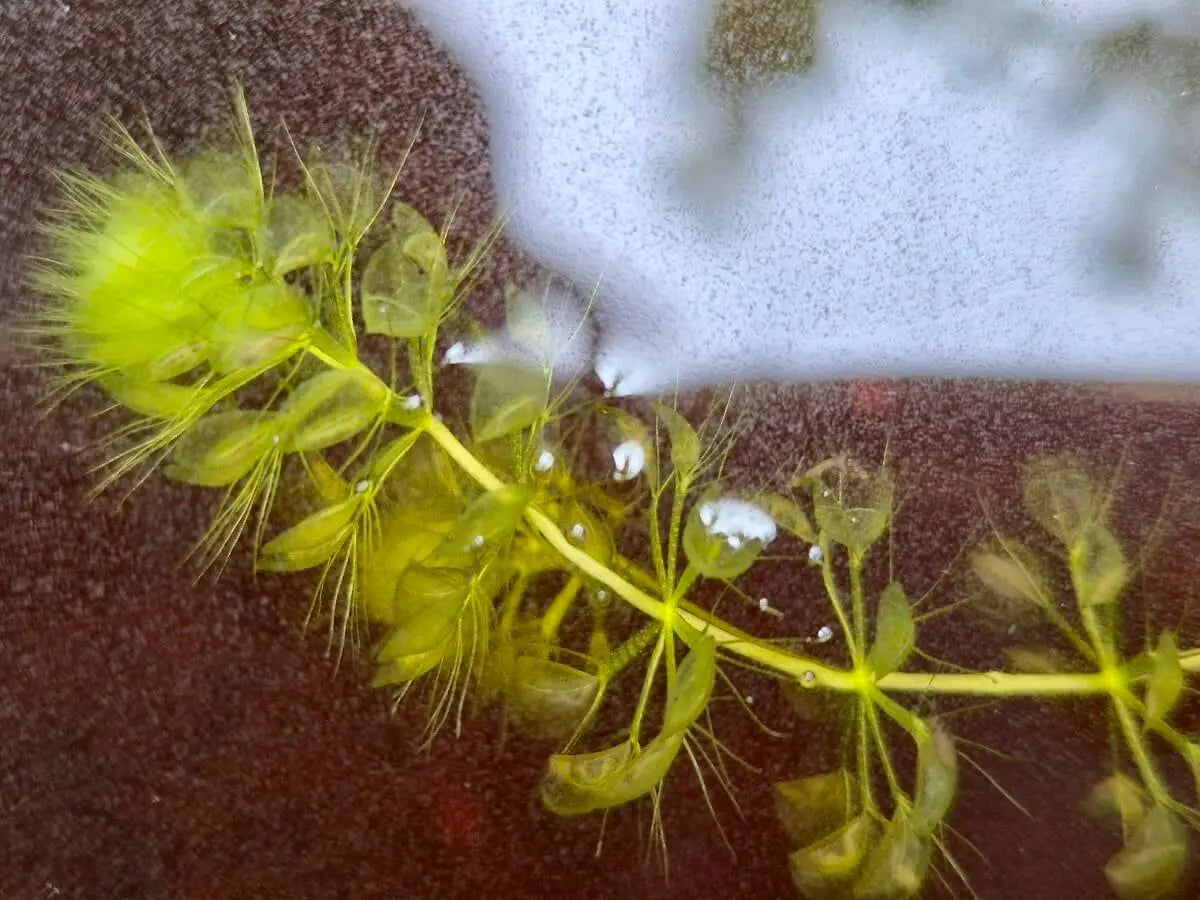 Aldrovanda vesiculosa CARNIVORE DE SOLOGNE