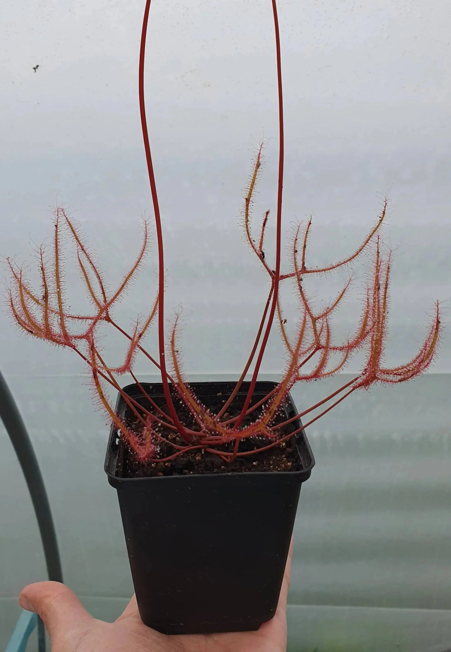 Drosera binata var. dichotoma "Small" CARNIVORE DE SOLOGNE