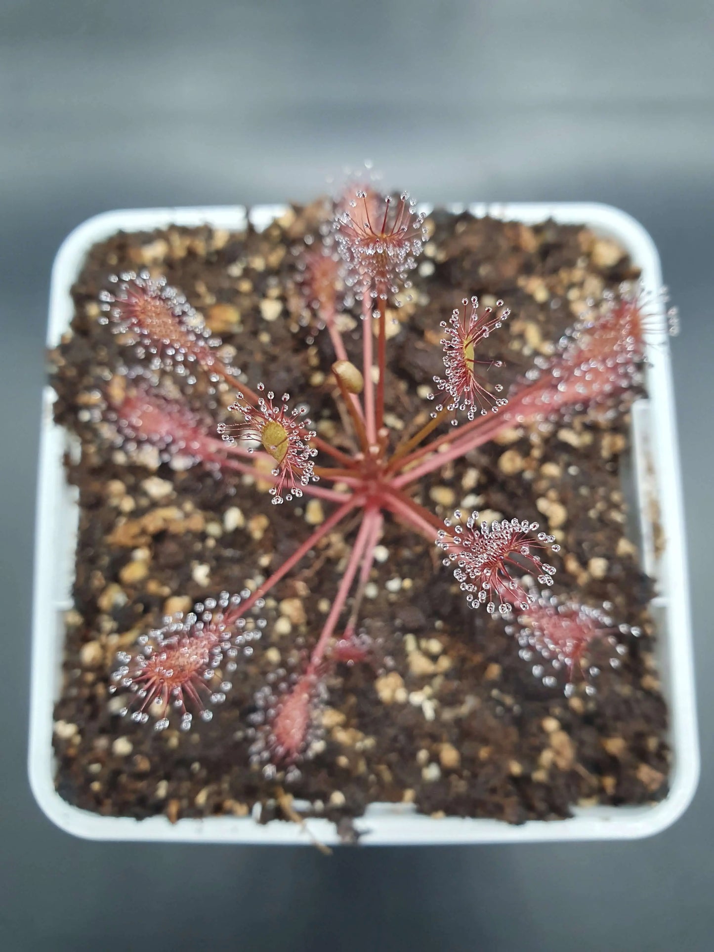 Drosera intermedia "Carolina Giant" CARNIVORE DE SOLOGNE