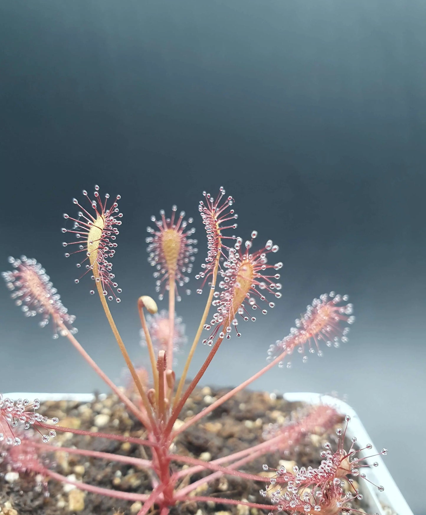 Drosera intermedia "Carolina Giant" CARNIVORE DE SOLOGNE
