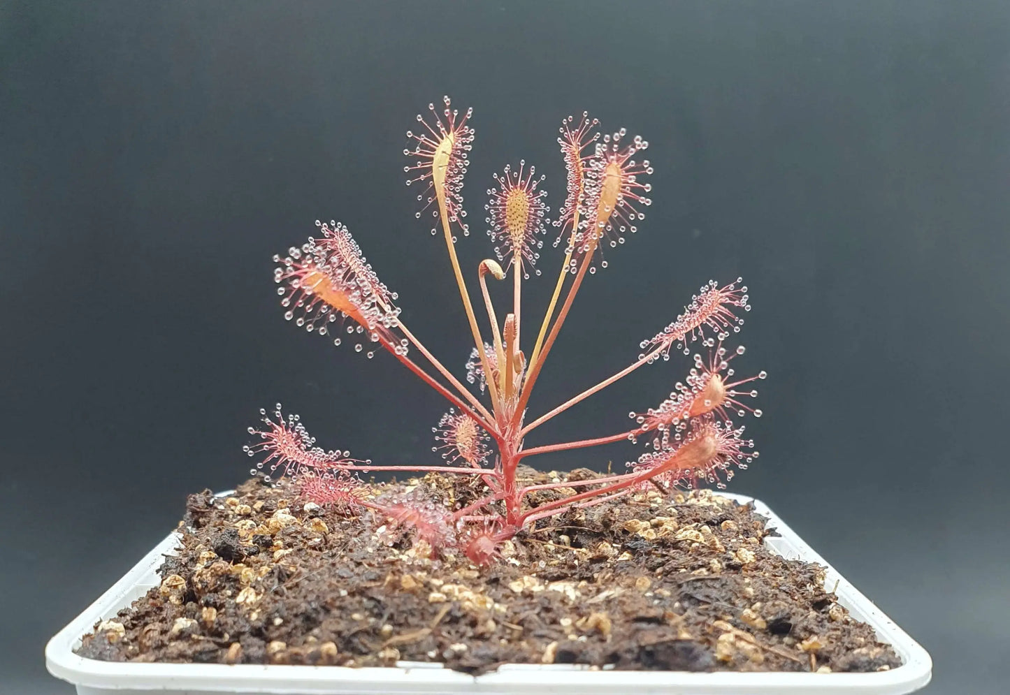 Drosera intermedia "Carolina Giant" CARNIVORE DE SOLOGNE