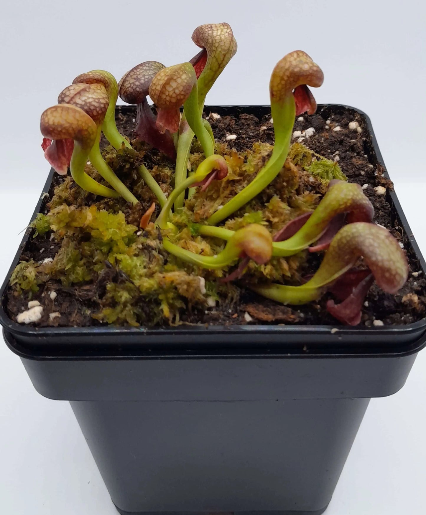 Darlingtonia californica CARNIVORE DE SOLOGNE