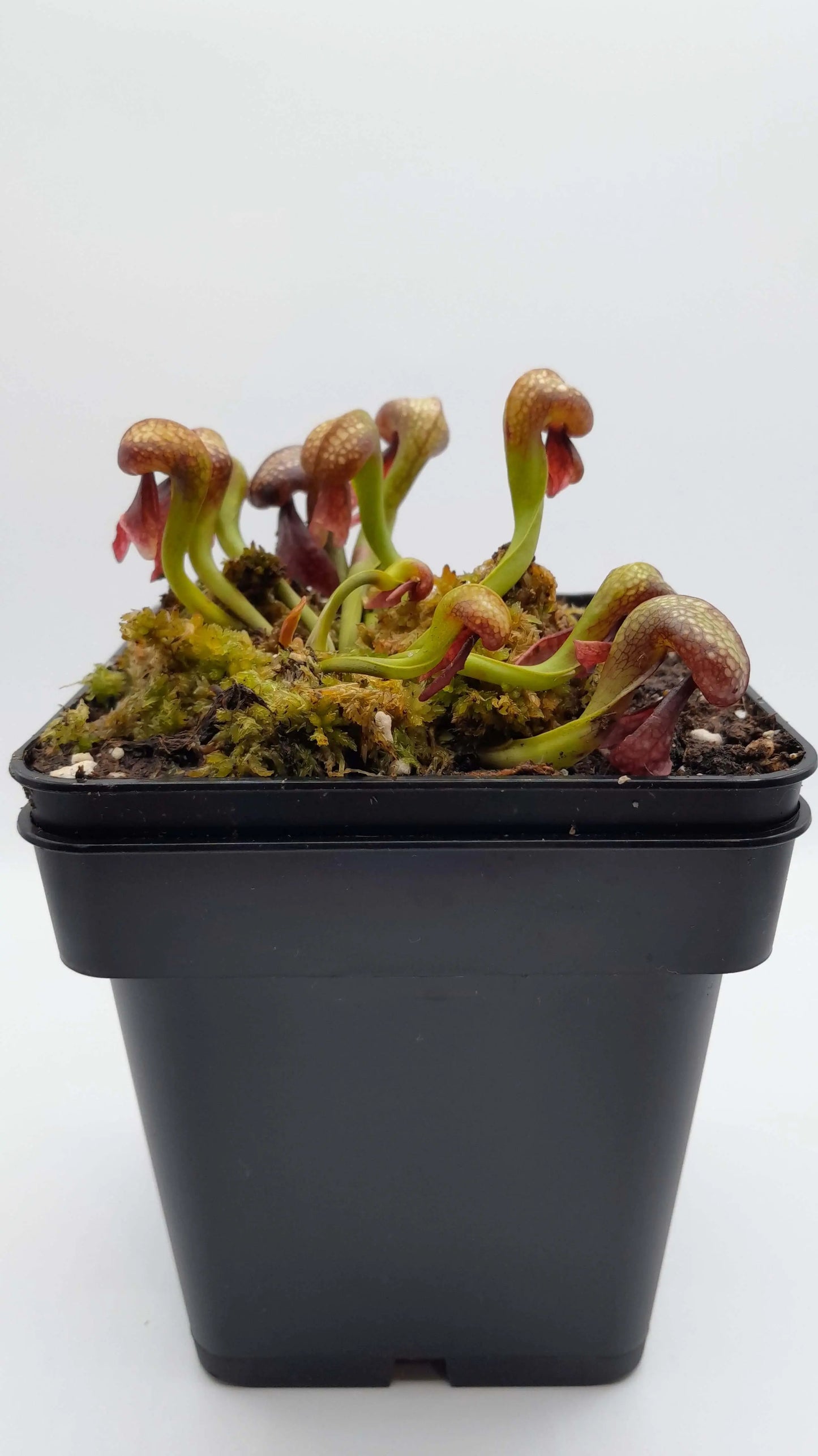 Darlingtonia californica CARNIVORE DE SOLOGNE
