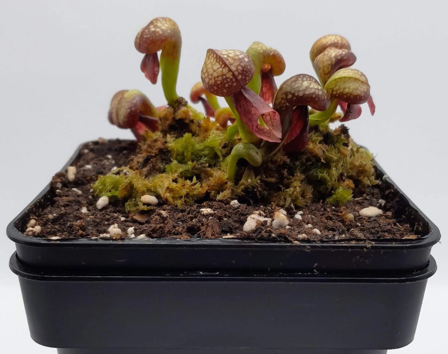 Darlingtonia californica CARNIVORE DE SOLOGNE
