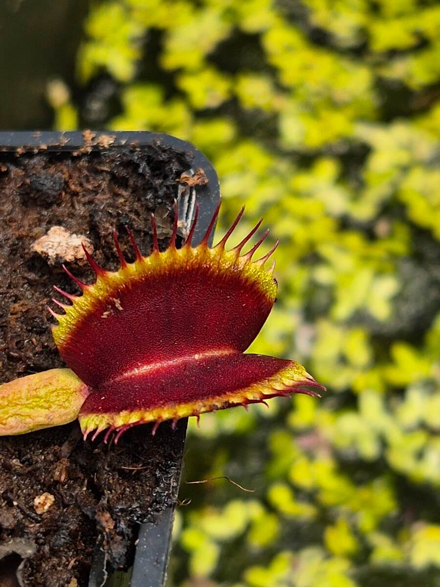 Dionaea muscipula Destruction, piège rouge intense à l'intérieur, dionée attrape-mouche