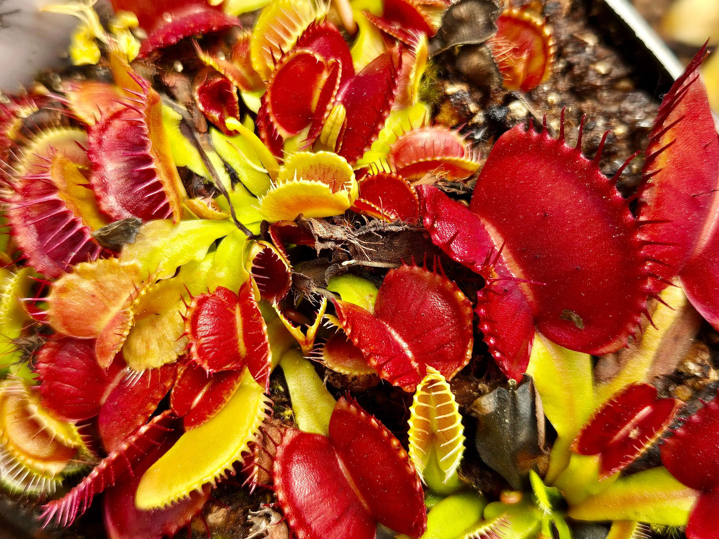 Dionaea muscipula 'Bec de Lièvre' CARNIVORE DE SOLOGNE