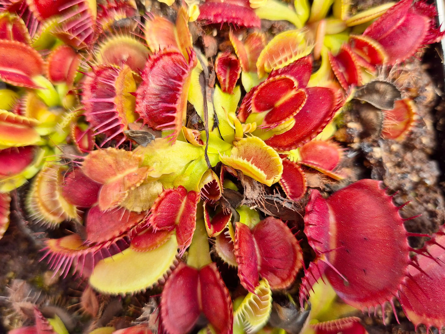 Dionaea muscipula 'Bec de Lièvre' CARNIVORE DE SOLOGNE