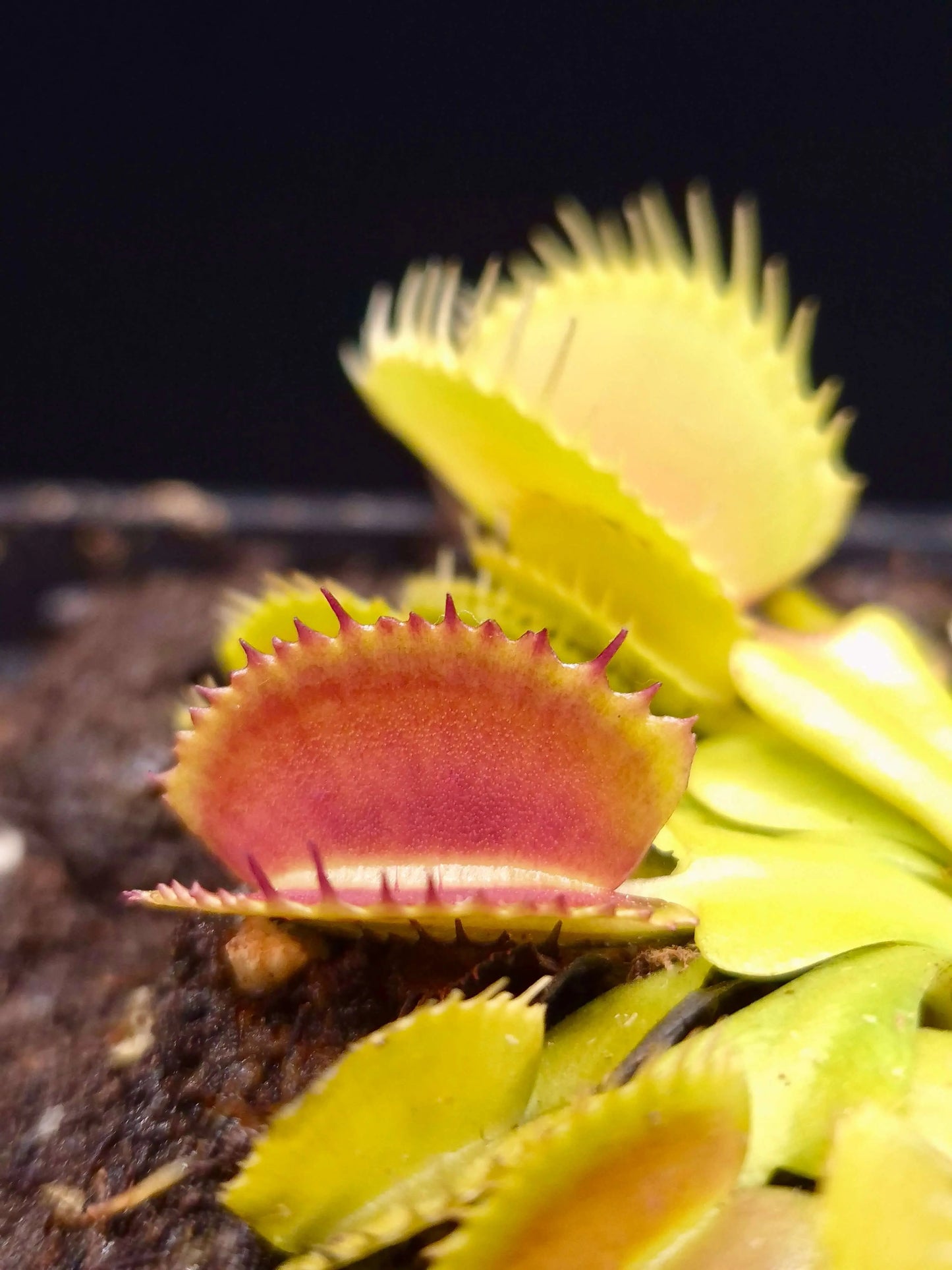 Dionaea muscipula "Belzebub" CARNIVORE DE SOLOGNE