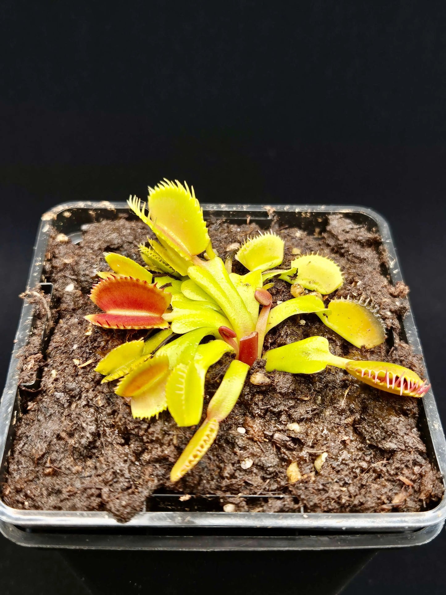 Plante carnivore Dionaea muscipula "Belzebub" dans son pot