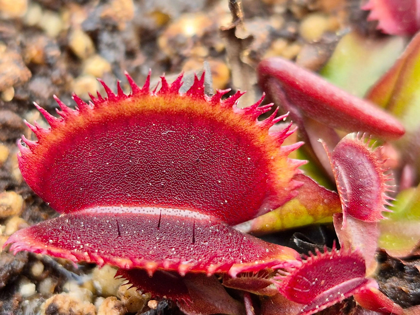 Dionaea muscipula 'Bohemian Garnet' CARNIVORE DE SOLOGNE