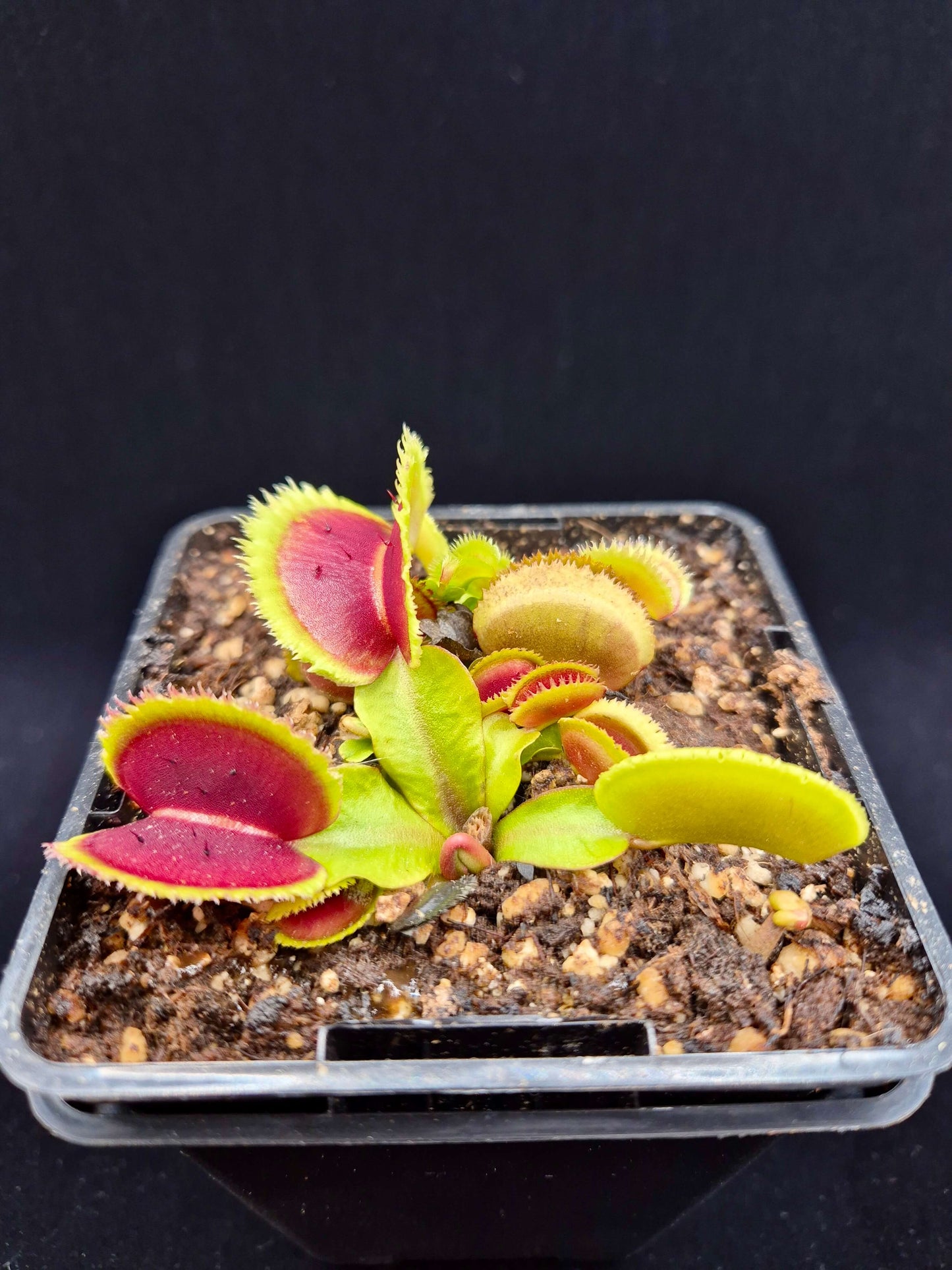 Dionaea muscipula 'Bristle Tooth'