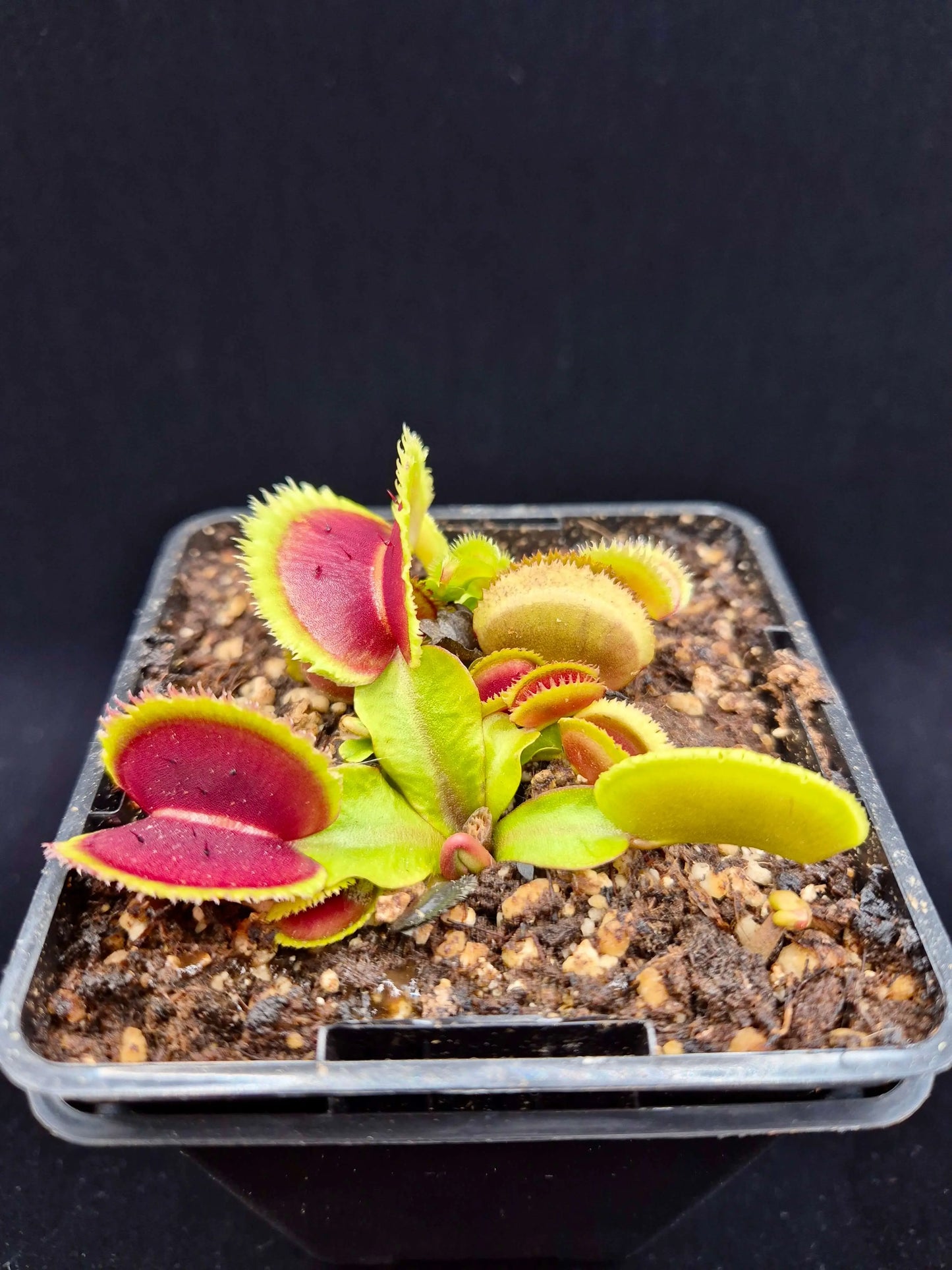 Dionaea muscipula 'Bristle Tooth' CARNIVORE DE SOLOGNE