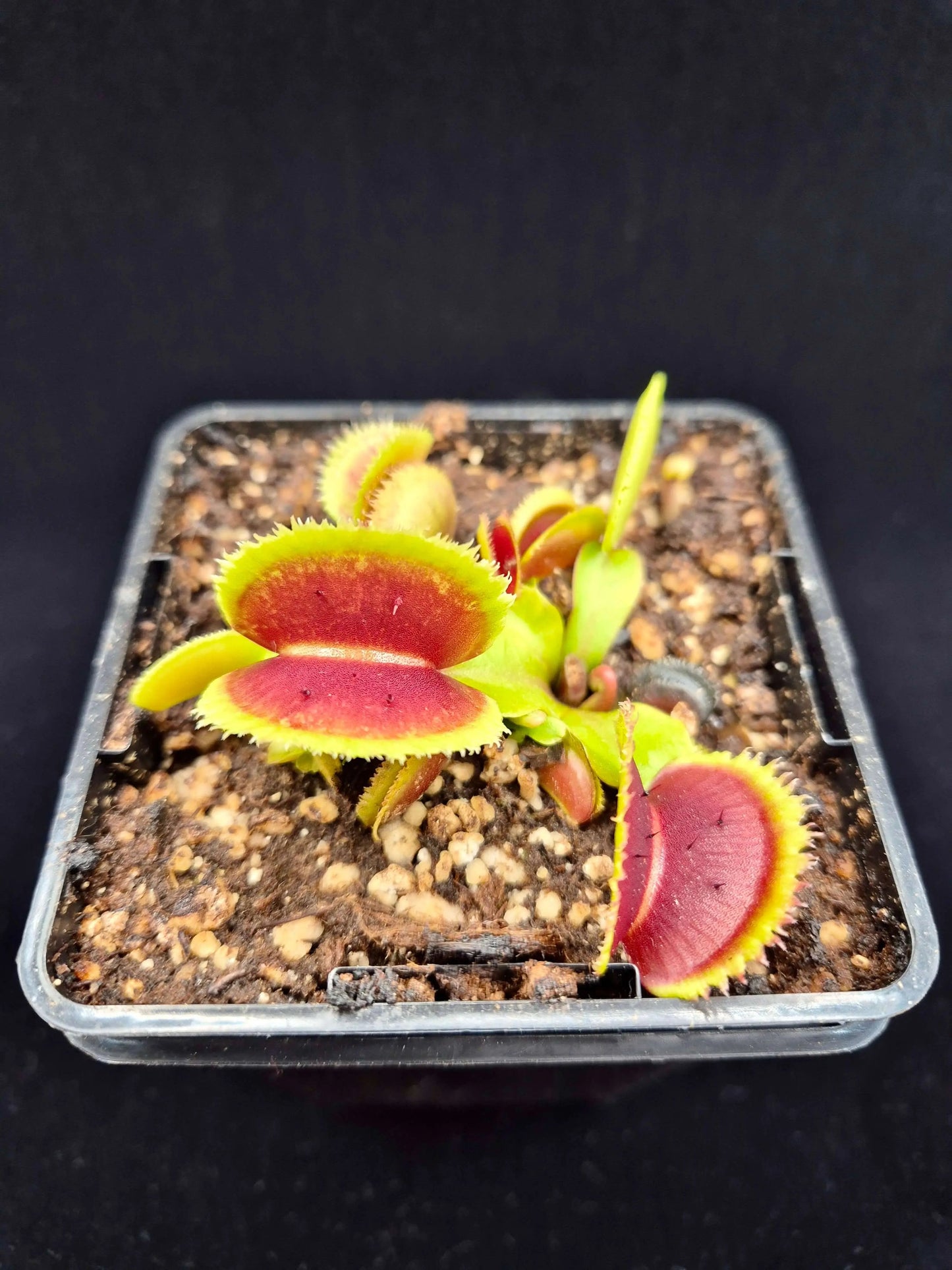 Plante carnivore Dionaea muscipula "Bristle Tooth" à la pépinière Carnivore de Sologne