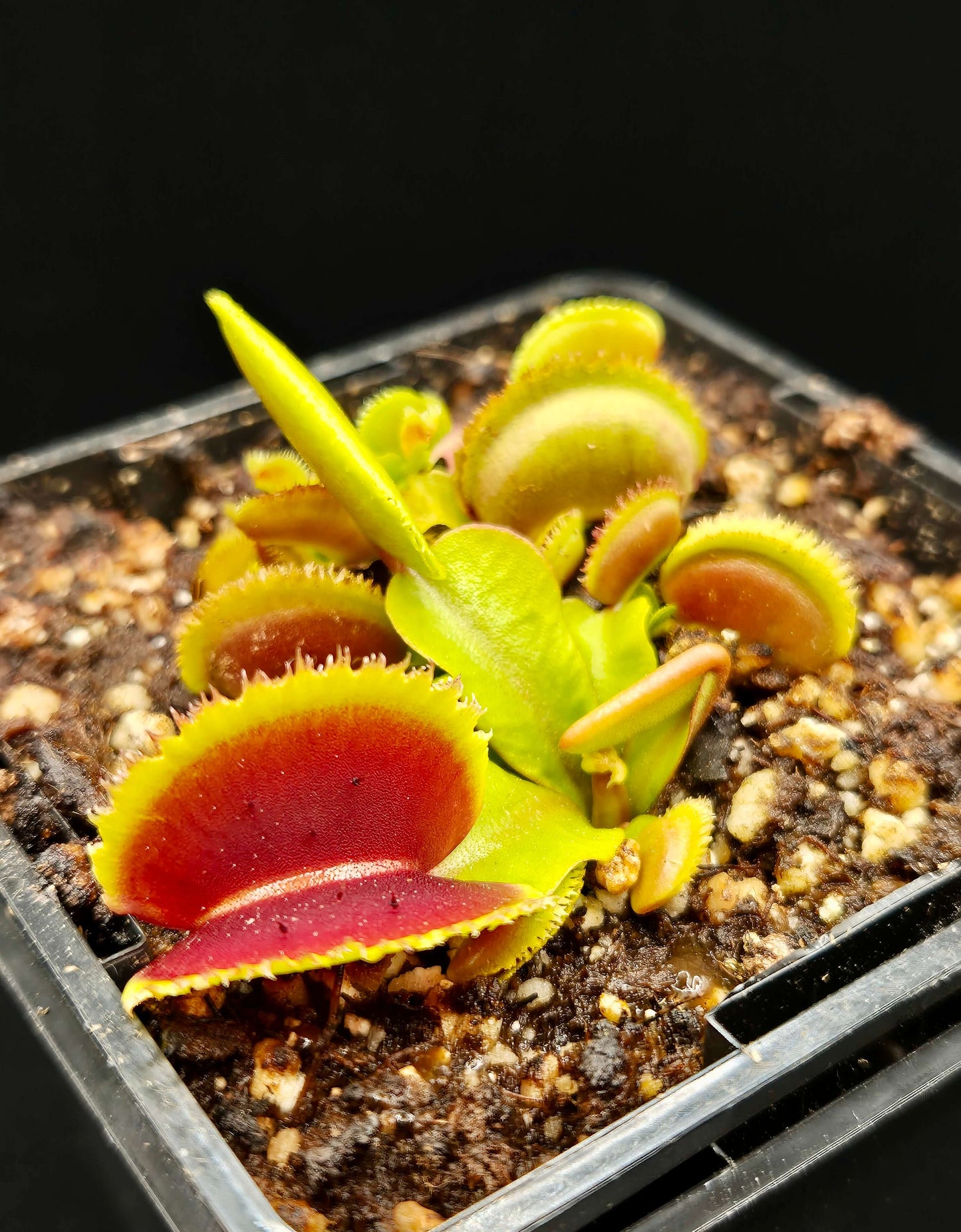 Dionaea muscipula 'Bristle Tooth'
