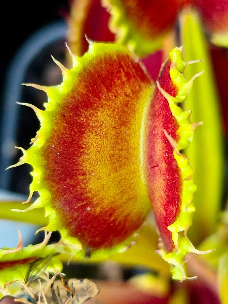 Dionaea muscipula "Chinese Dumpling" CARNIVORE DE SOLOGNE