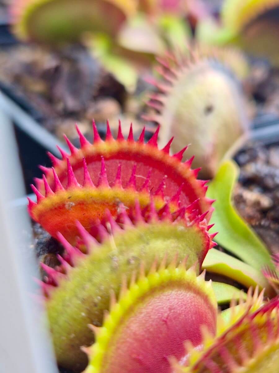 Dionaea muscipula "Coq Couché"