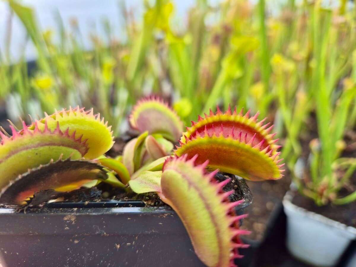 Dionaea muscipula "Coq Couché"