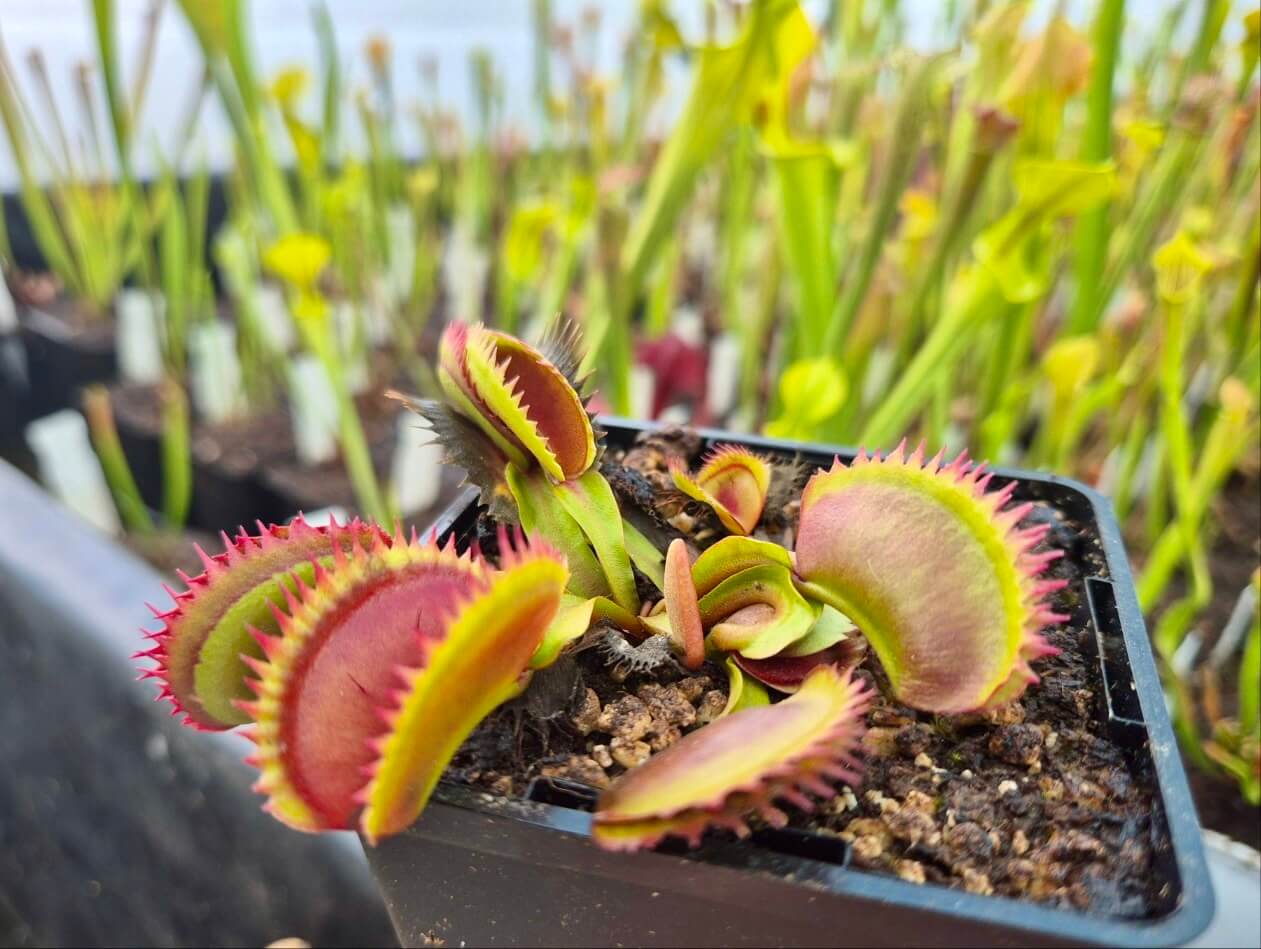 Dionaea muscipula "Coq Couché"