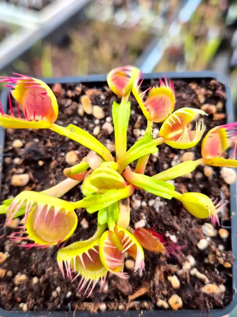 Dionaea muscipula 'Cross Teeth' CARNIVORE DE SOLOGNE