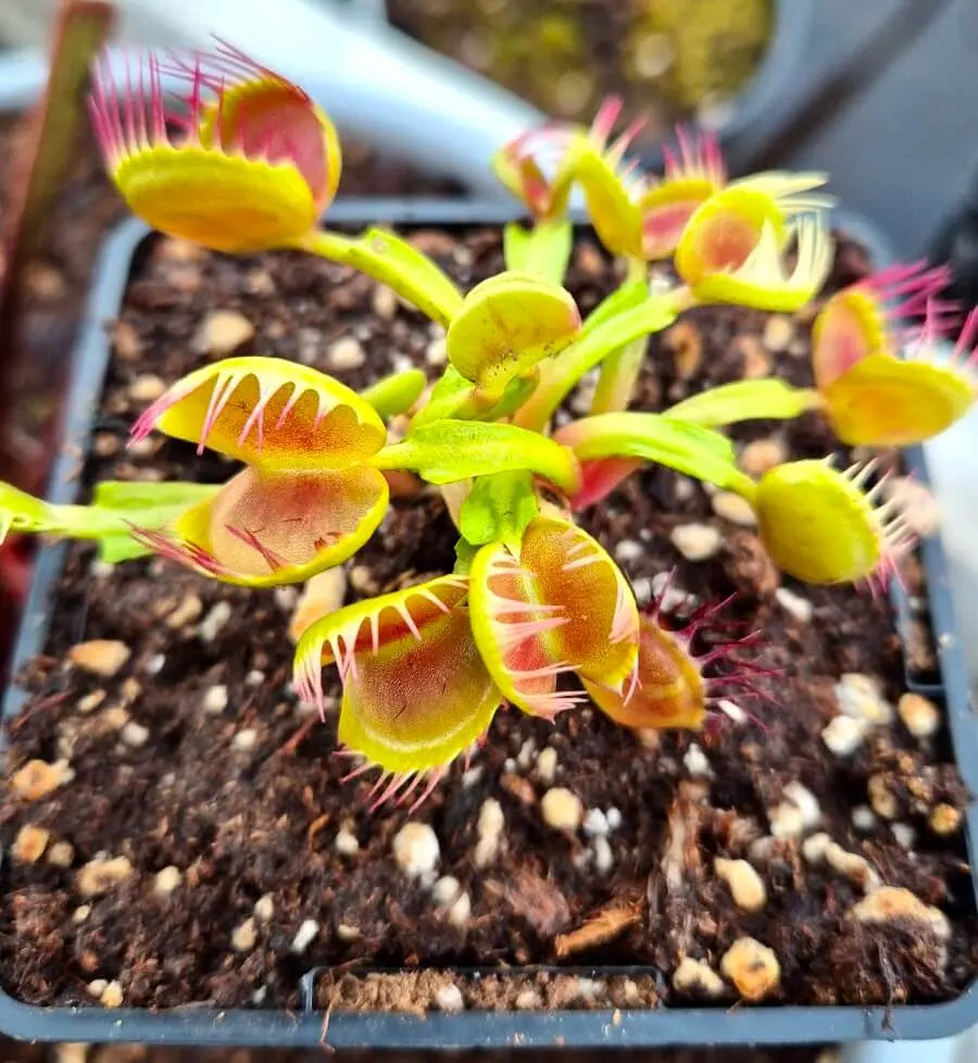 Dionaea muscipula 'Cross Teeth' CARNIVORE DE SOLOGNE