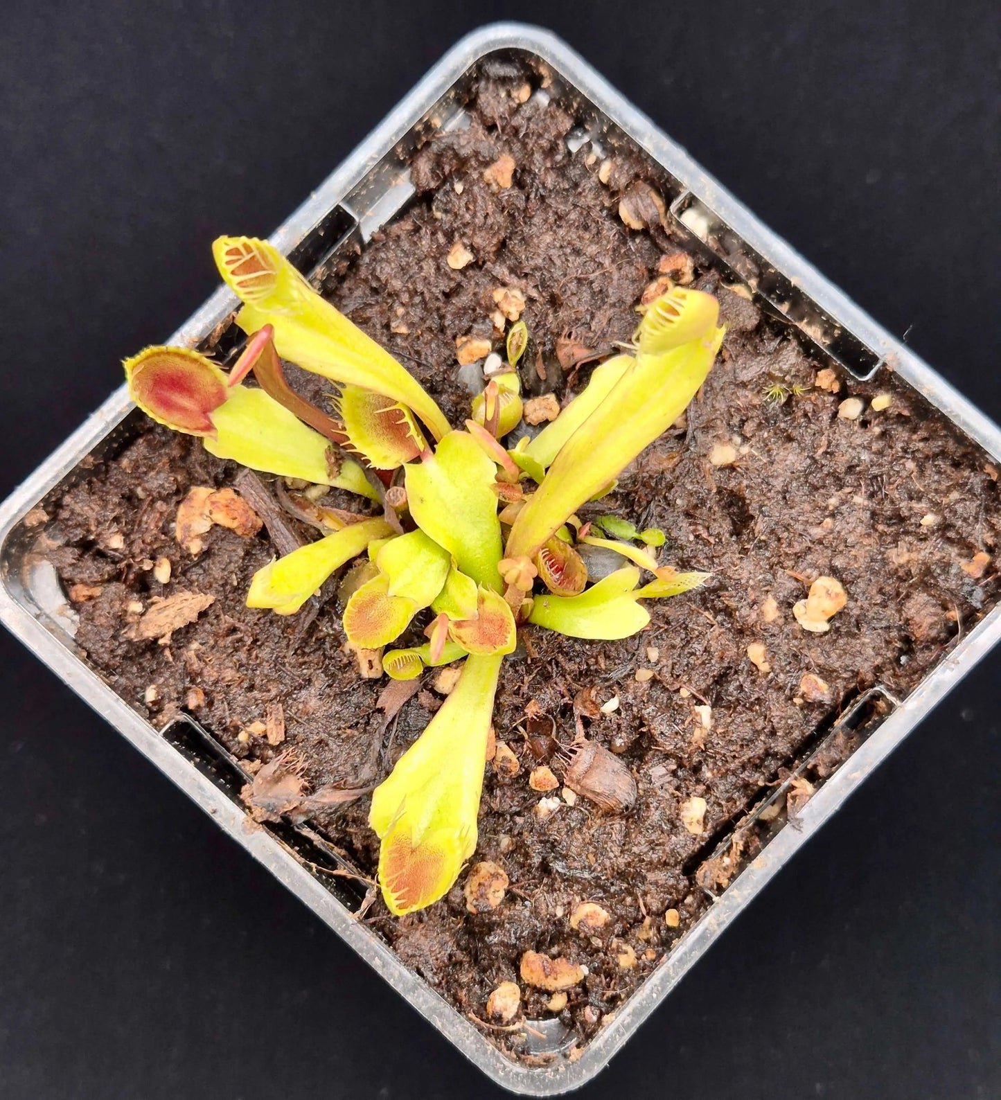 Plante carnivore Dionaea muscipula "Cupped Trap" gros plan sur les pièges