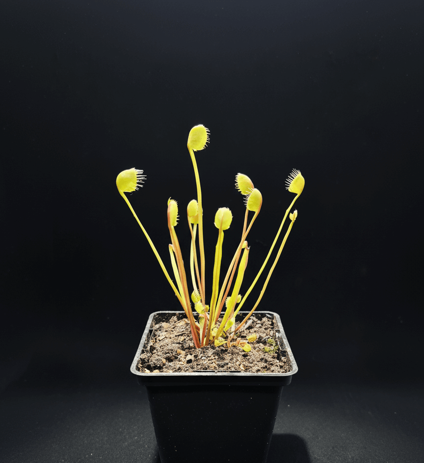 Dionaea muscipula "Erect Cup Trap"
