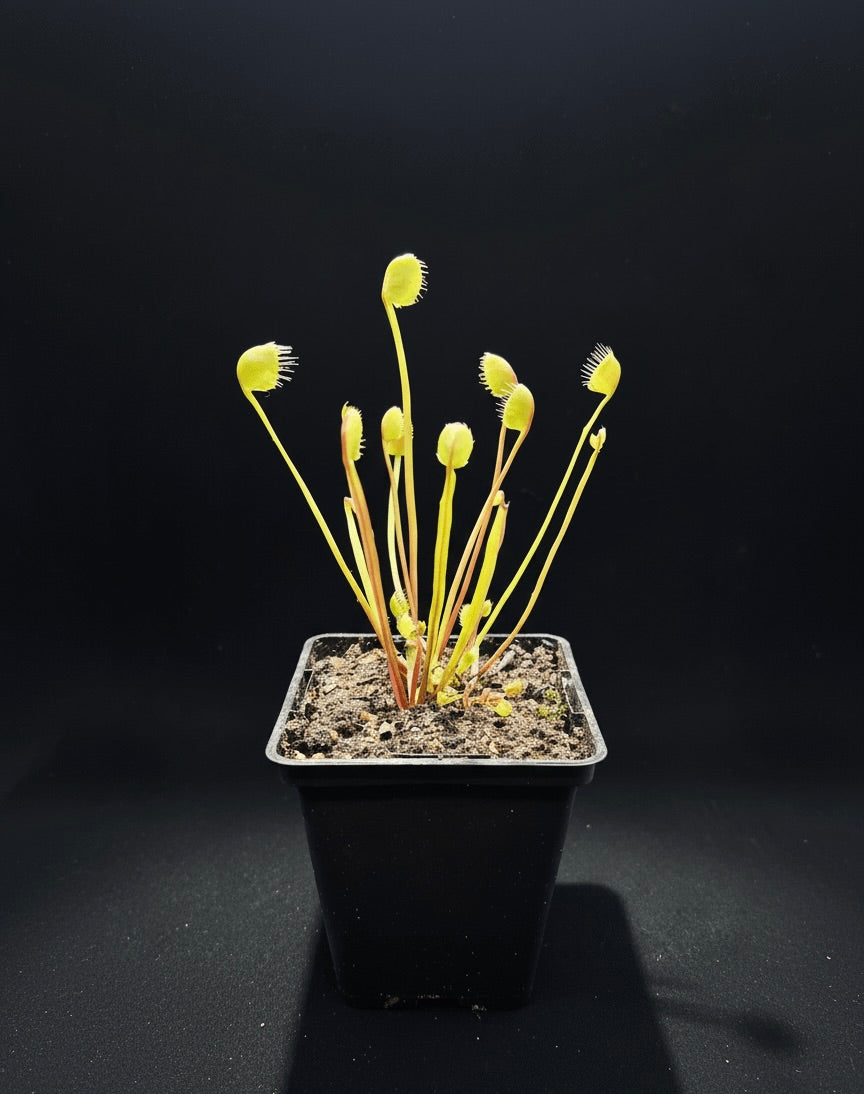 Dionaea muscipula "Erect Cup Trap"
