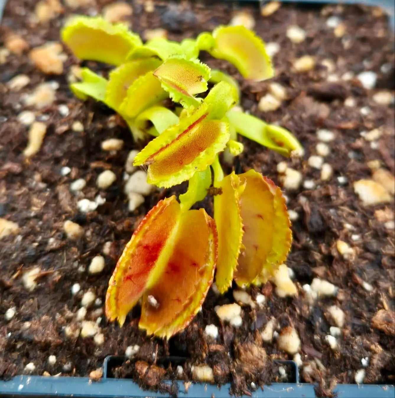 Dionaea muscipula "Freaky Star" CARNIVORE DE SOLOGNE