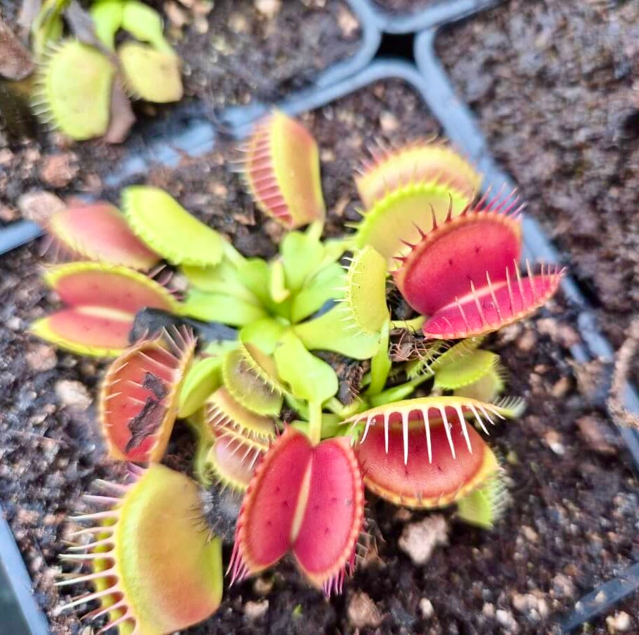 Dionaea muscipula "GJ Equobia"