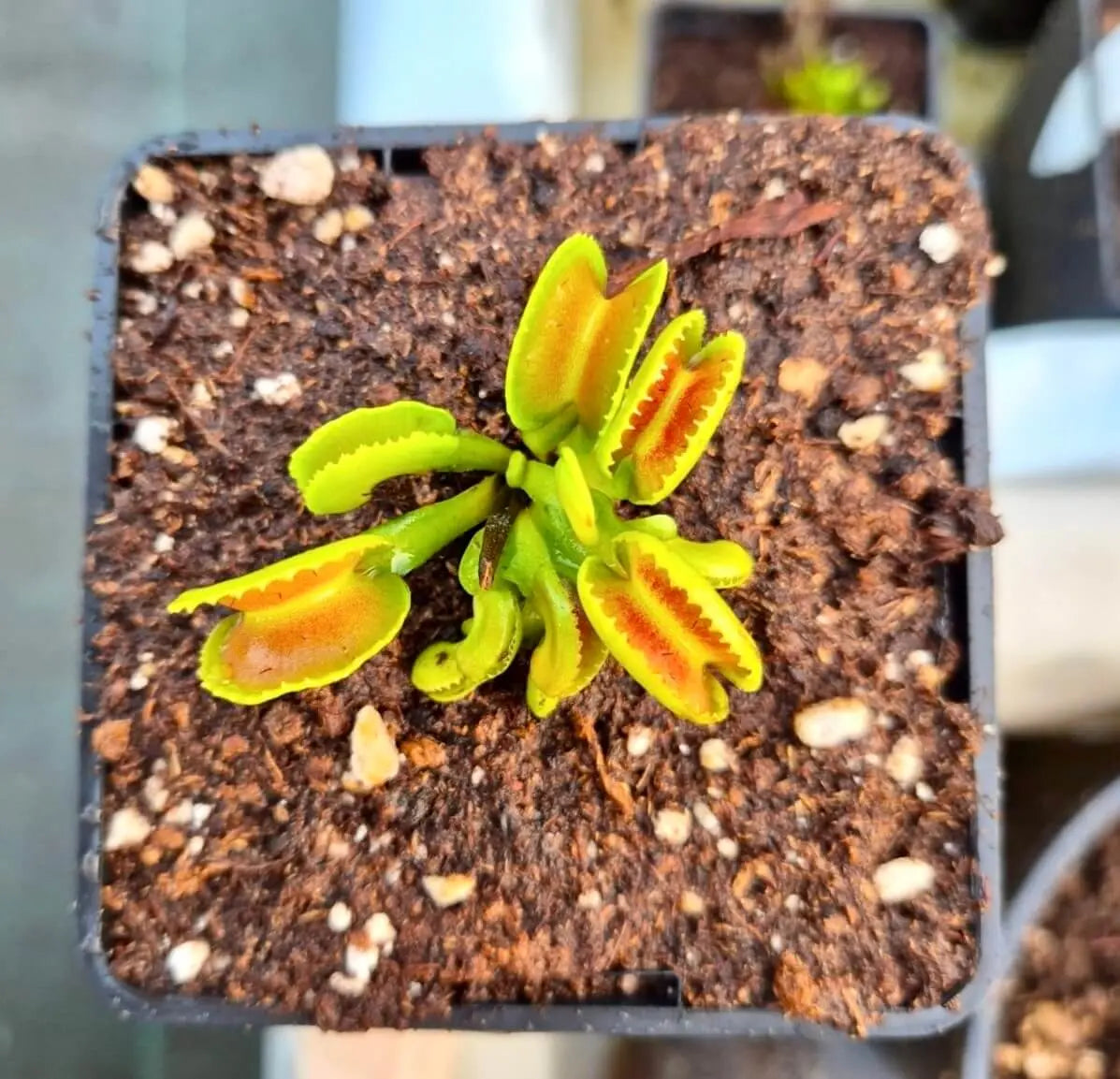 Dionaea muscipula "GJ Giant Cudo" CARNIVORE DE SOLOGNE