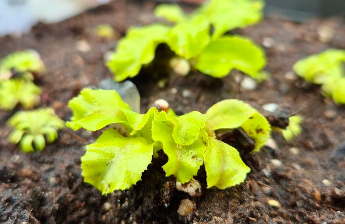Dionaea muscipula "GJ Rose"