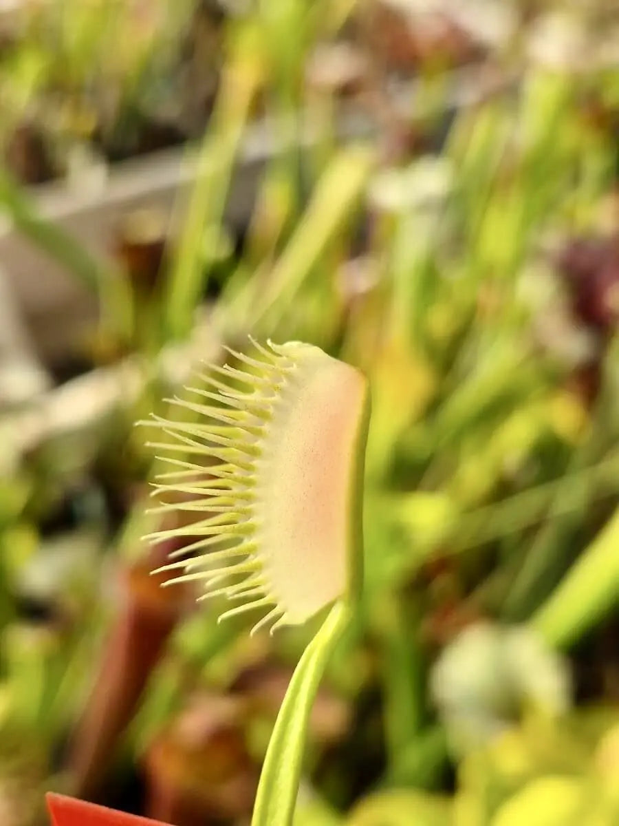 Dionaea muscipula "Ghost" CARNIVORE DE SOLOGNE