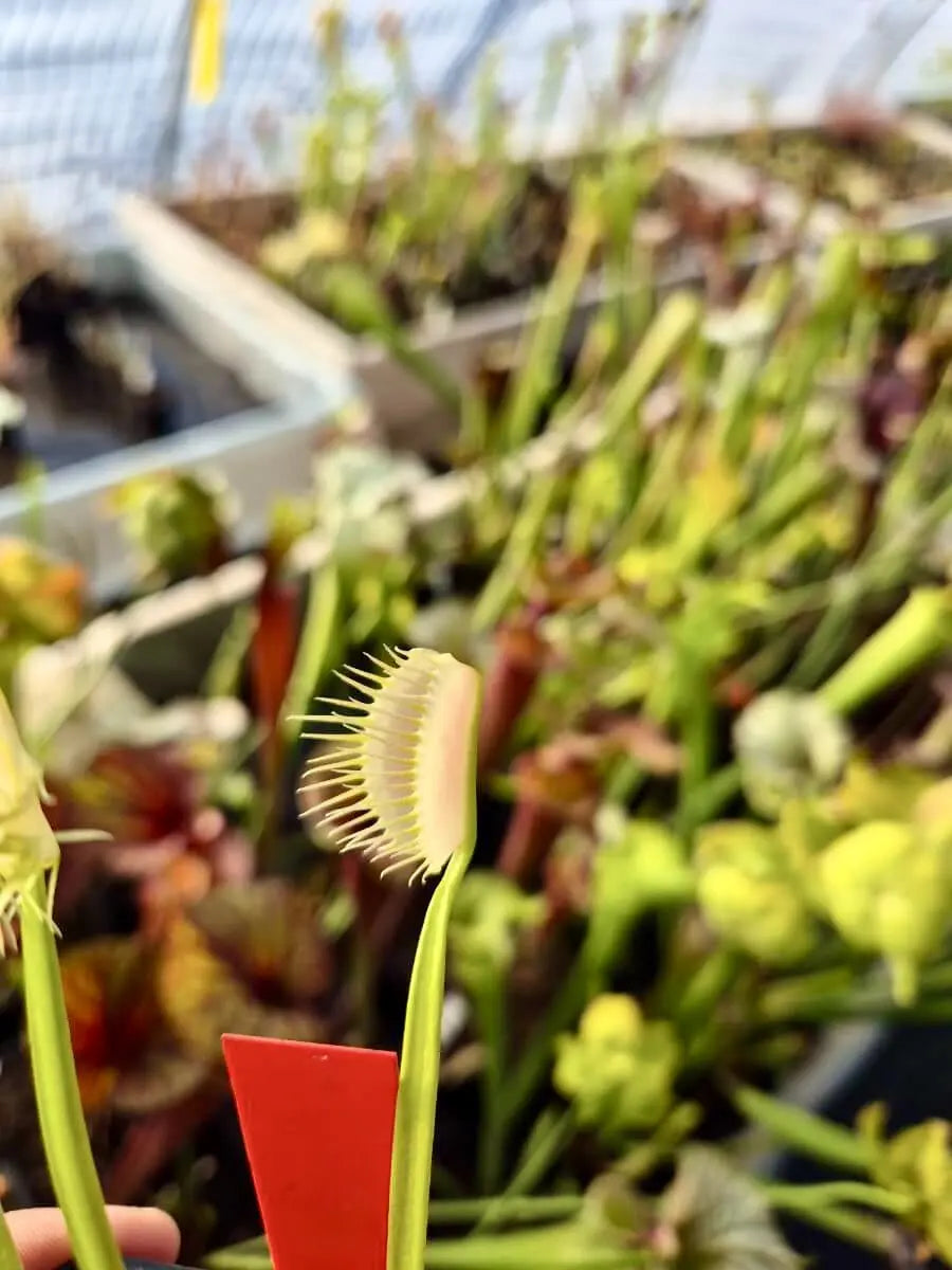 Plante carnivore Dionaea muscipula "Ghost" dans son pot