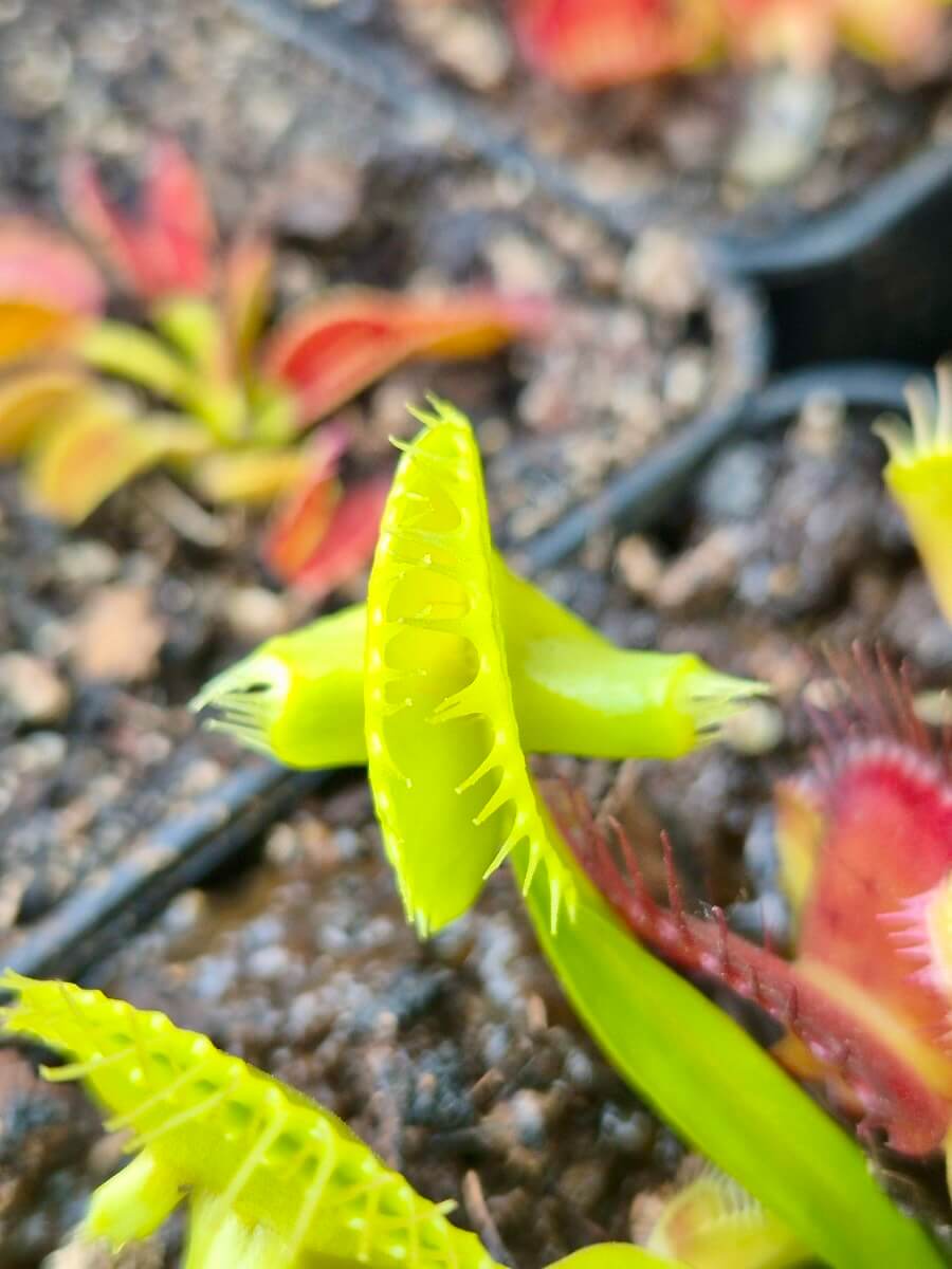 Dionaea muscipula 'Master of Disaster'