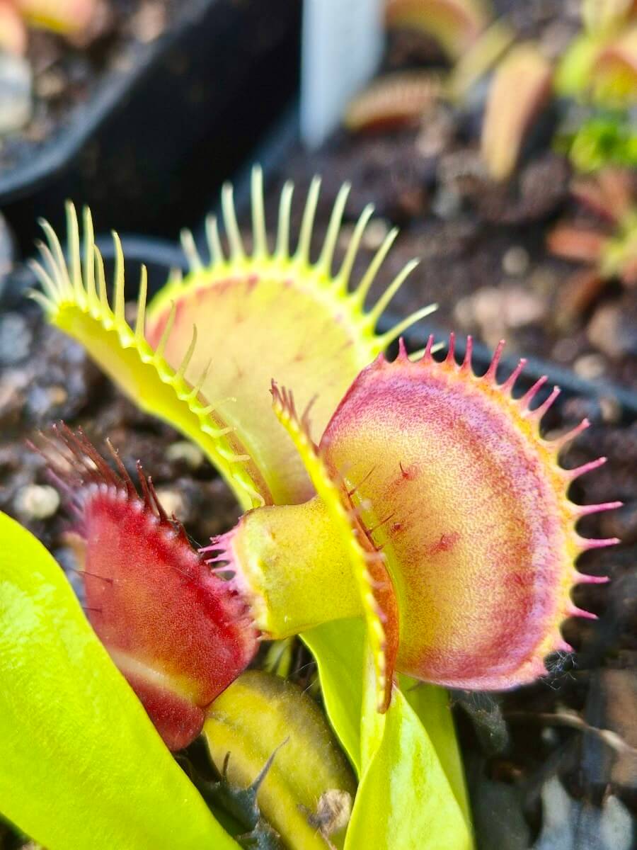 Dionaea muscipula 'Master of Disaster'