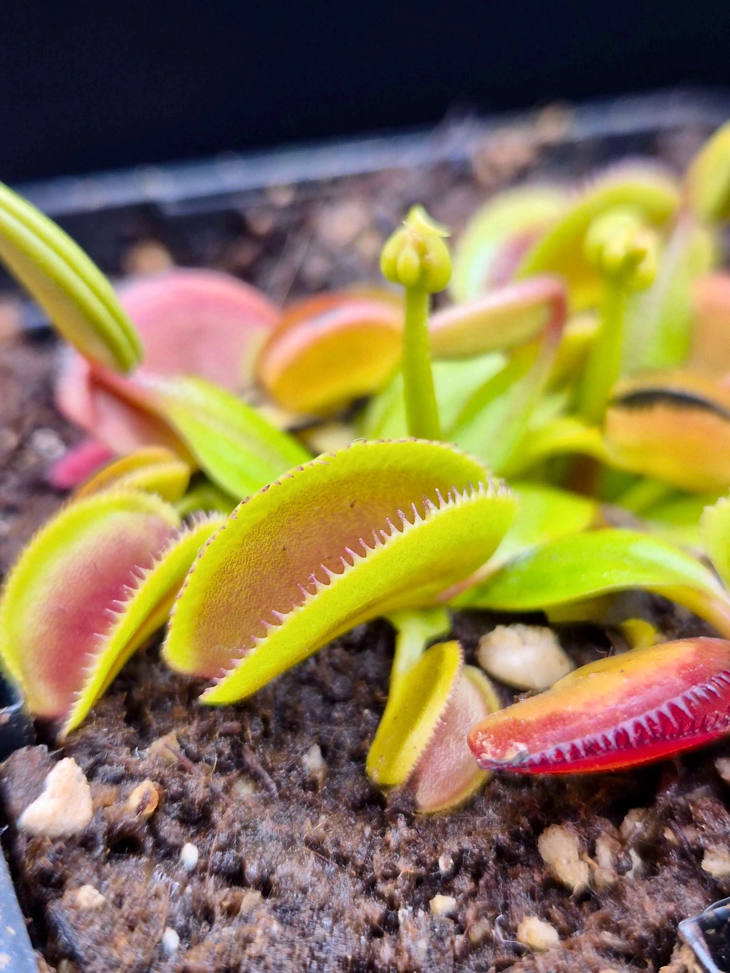 Dionaea muscipula 'Microdent' CARNIVORE DE SOLOGNE