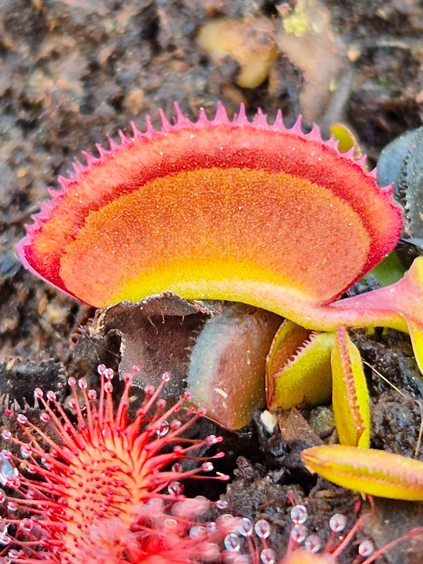 Dionaea muscipula 'Periscope'