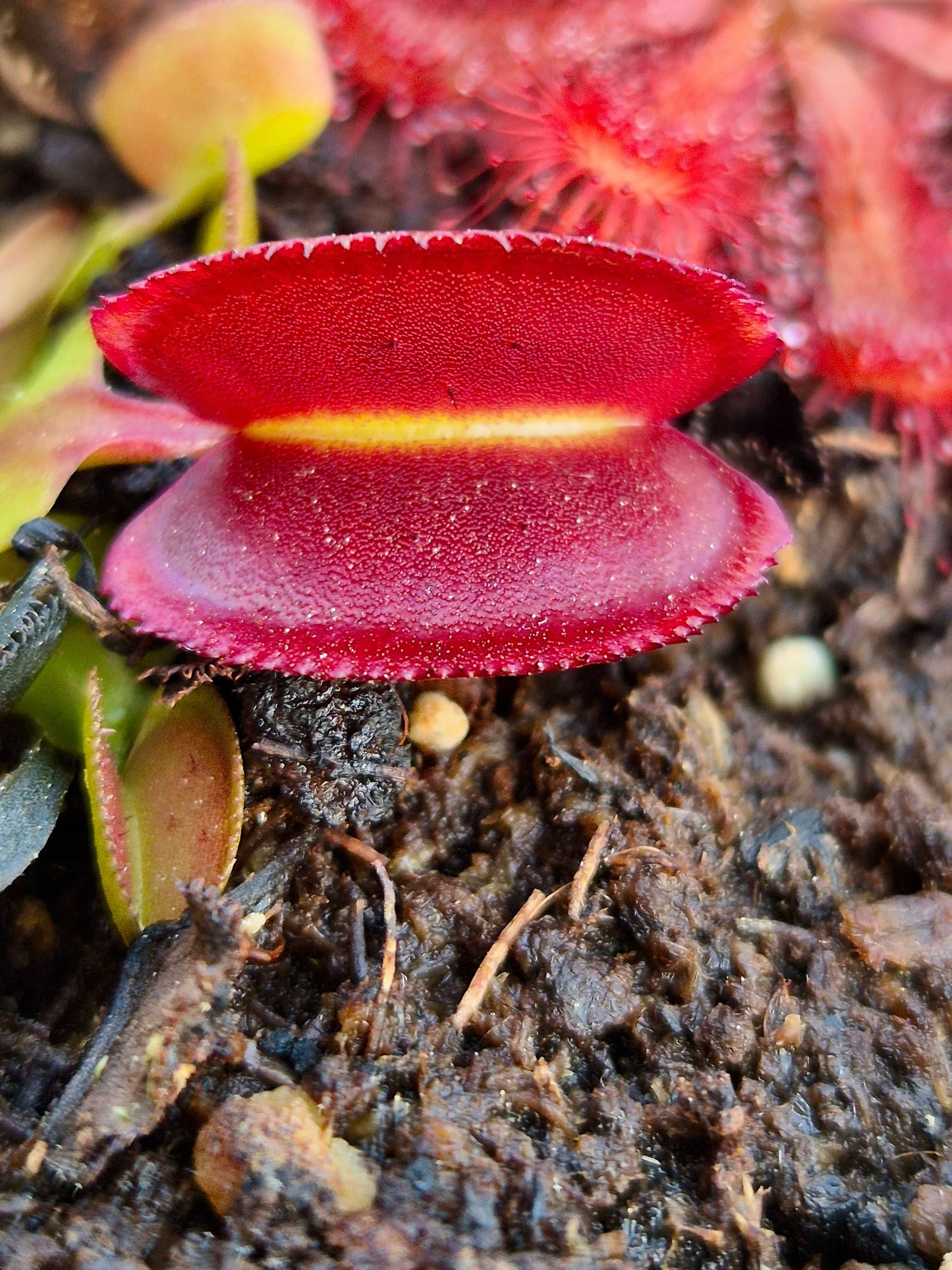 Dionaea muscipula 'Periscope'