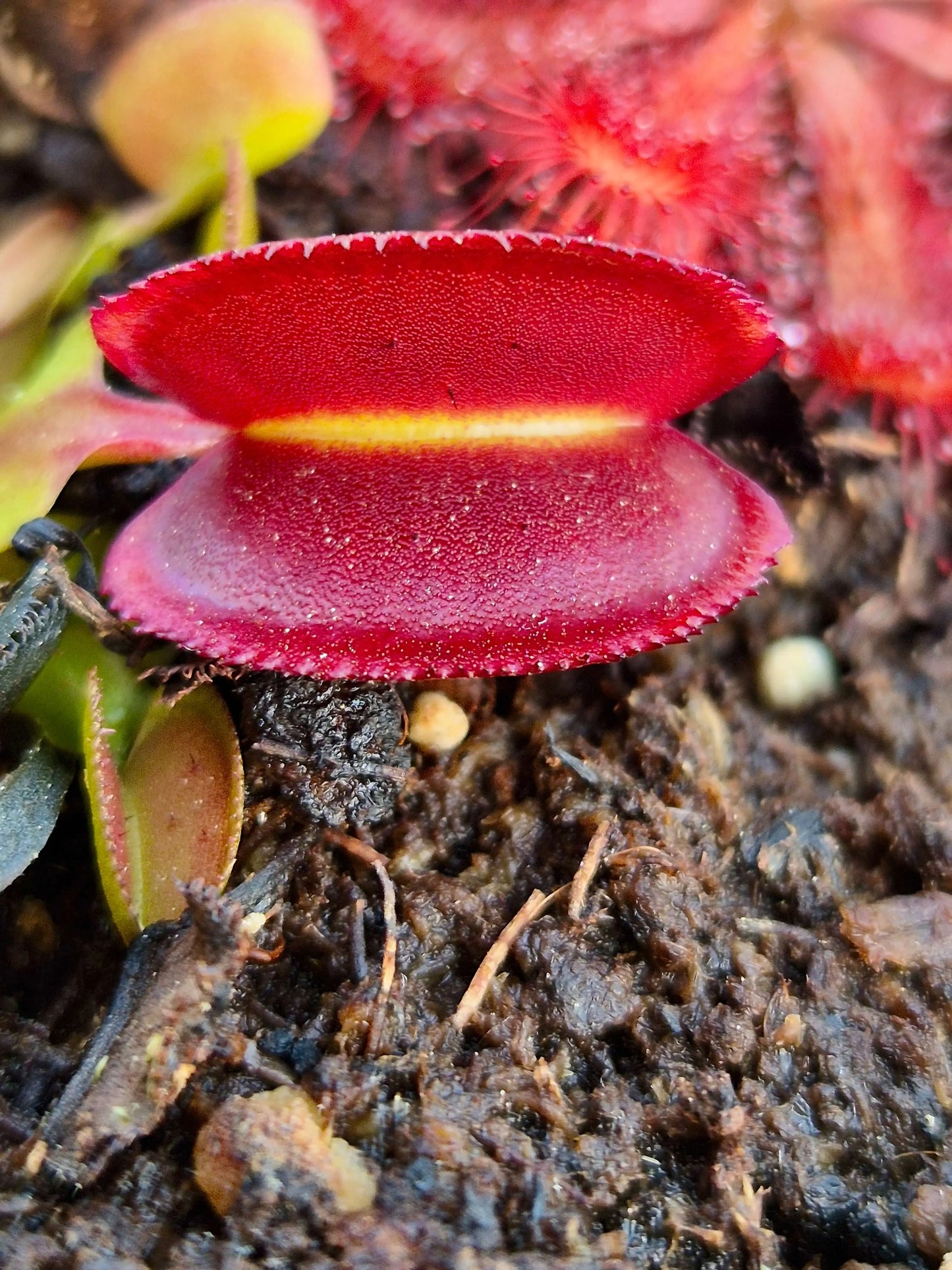 Dionaea muscipula 'Periscope' CARNIVORE DE SOLOGNE