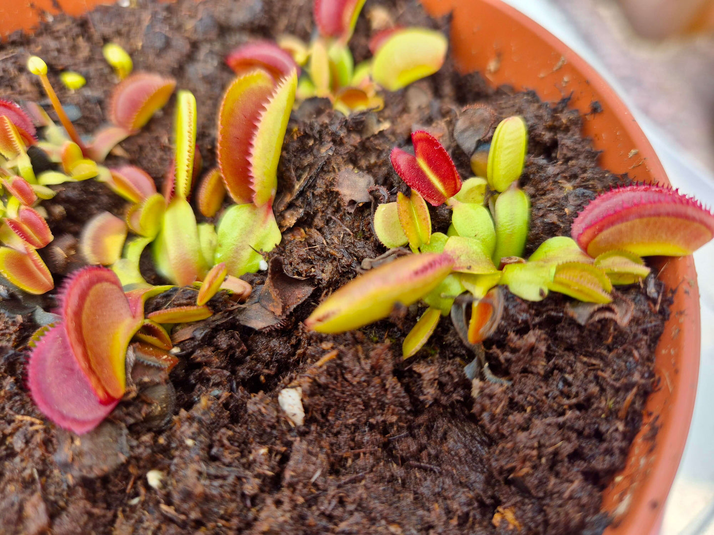 Dionaea muscipula 'Periscope'