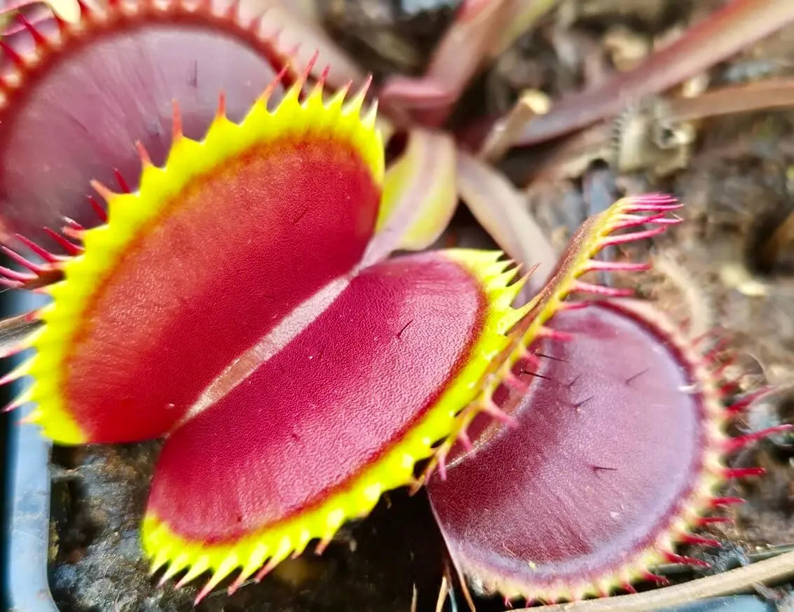 Plante carnivore Dionaea muscipula "Pink Venus" dans son pot