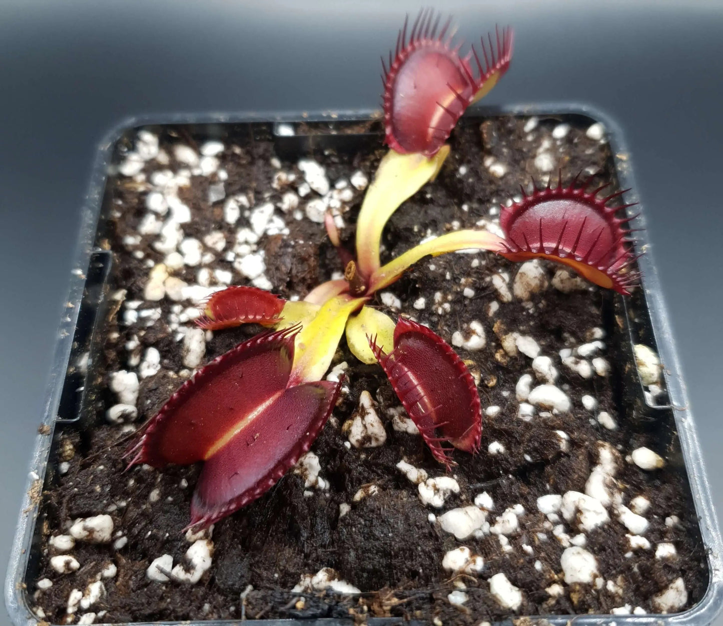 Plante carnivore Dionaea muscipula "Quasar" avec ses belles couleurs à la serre