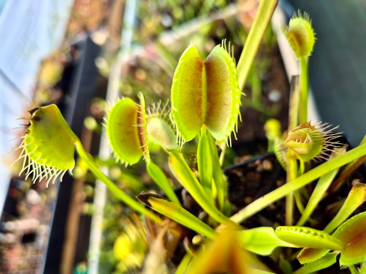 Dionaea muscipula 'South West Giant'