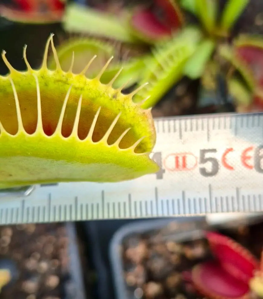 Plante carnivore Dionaea muscipula "South West Giant" à la pépinière Carnivore de Sologne