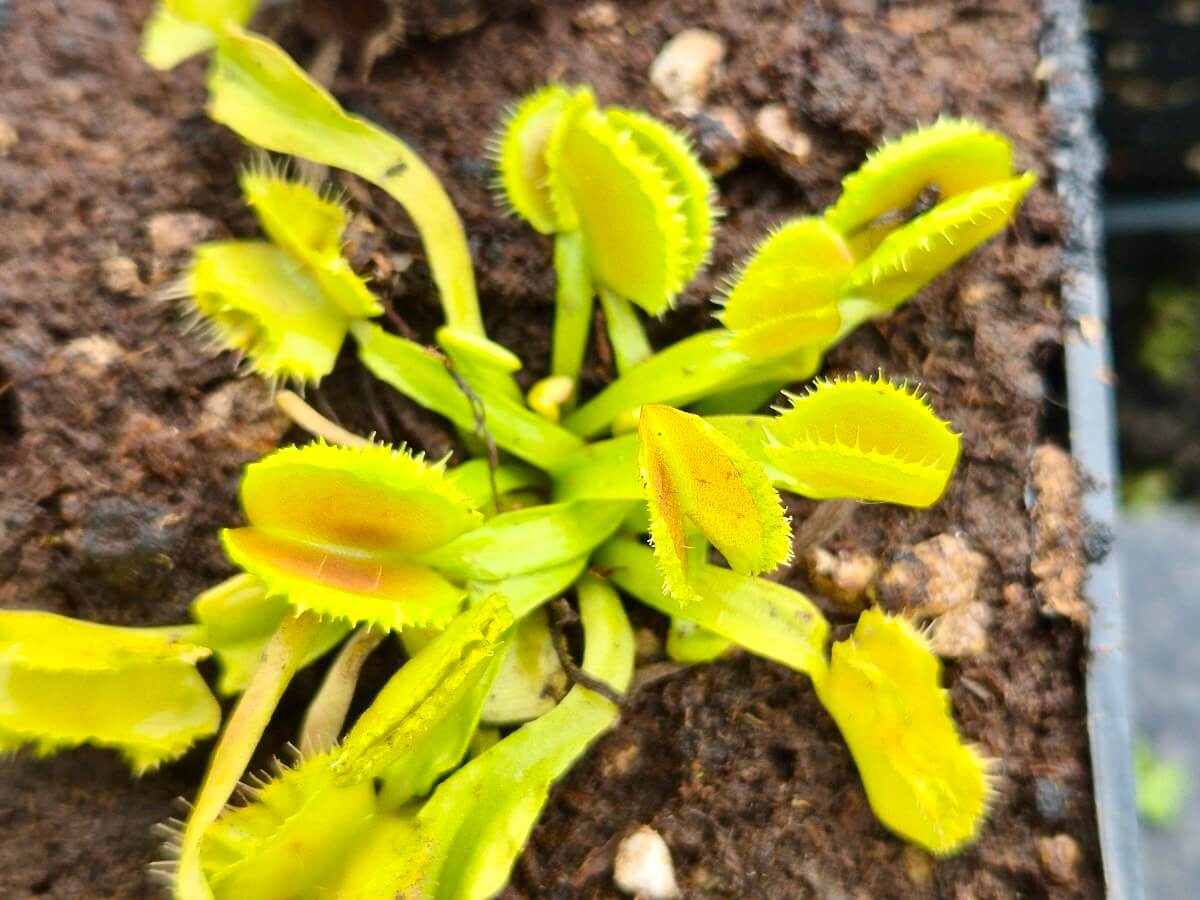 Dionaea muscipula "Space"