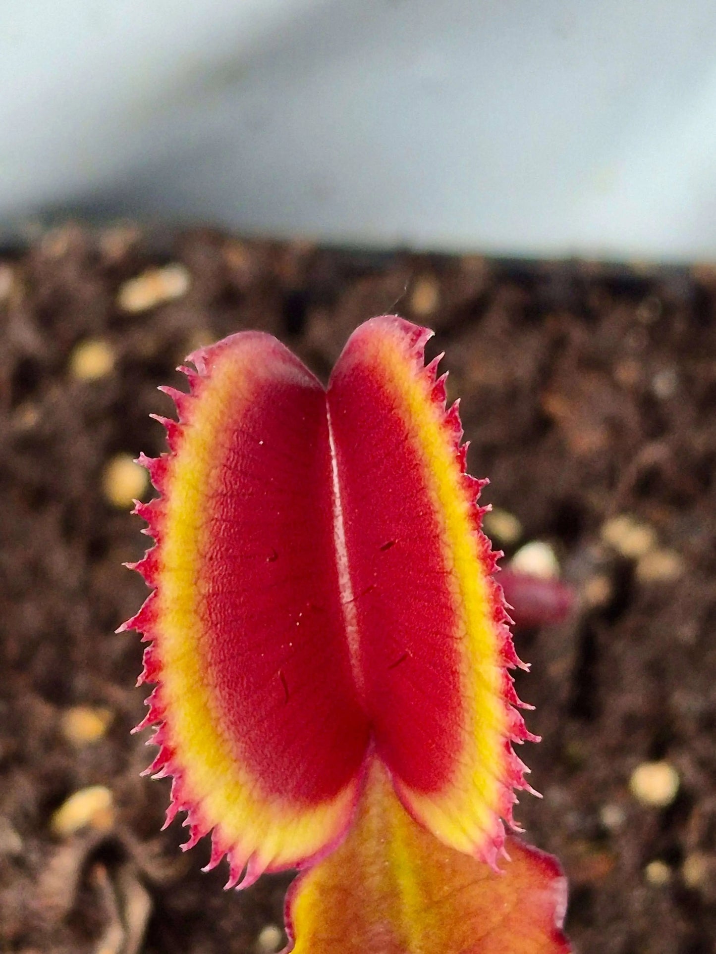 Plante carnivore Dionaea muscipula "Trev's Red Dentate" à la pépinière Carnivore de Sologne