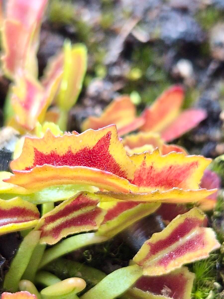 Dionaea muscipula 'Wacky Traps'